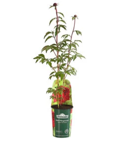 Edel-Pfingstrose 'Peter Brand'