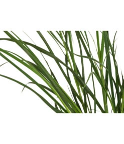 Pampasgras 'Sunningdale Silver' 7 Pampasgras 'Sunningdale Silver' -Biohort || Vitavia || Elho Verkaufsgeschäft 8042525 WE DE 001 CortaderiaSelloanaSunningdaleSilverPampasgrasT19