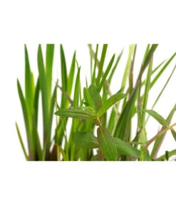 Wasserpflanzen-Set Blütenparadies, Verschiedene Sorten, 6er-Schale -Biohort || Vitavia || Elho Verkaufsgeschäft 8048258 WE DE 001 WasserpflanzenBluehpflanzen6er