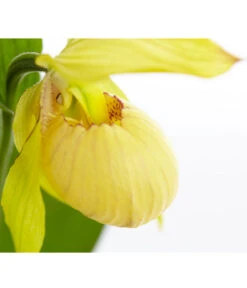 Freiland-Frauenschuh