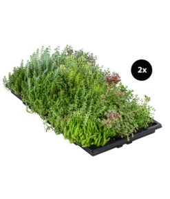 Dachbegrünungsmatte Mit Fetthenne, Verschiedene Sorten, 2-teilig