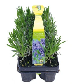 Neu eingetroffen -Biohort || Vitavia || Elho Verkaufsgeschäft 8072605 PR FS 001 Lavandula6erPackAllgreen