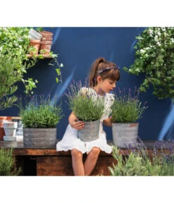 Duftlavendel, 6er-Schale -Biohort || Vitavia || Elho Verkaufsgeschäft 8092108 WE MO 03 LavendelT13 GC14 2020 02