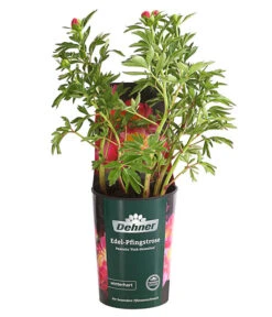 Edel-Pfingstrose 'Pink Hawaiian'