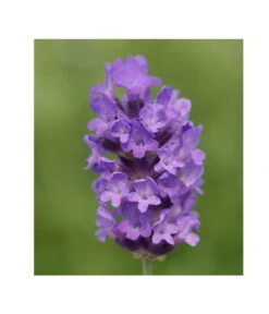 Lavendel 'No. 9' -Biohort || Vitavia || Elho Verkaufsgeschäft 8094070 PR DE 001 DownderryNo9Helix