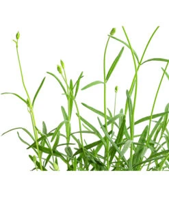 Lavendel 'No. 9' -Biohort || Vitavia || Elho Verkaufsgeschäft 8094070 WE DE 001 LavandulaAngustifoliaNO9LavendelT13