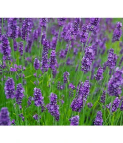 Neu eingetroffen -Biohort || Vitavia || Elho Verkaufsgeschäft 8094096 PR MO 001 DownderryOlympiaHelix