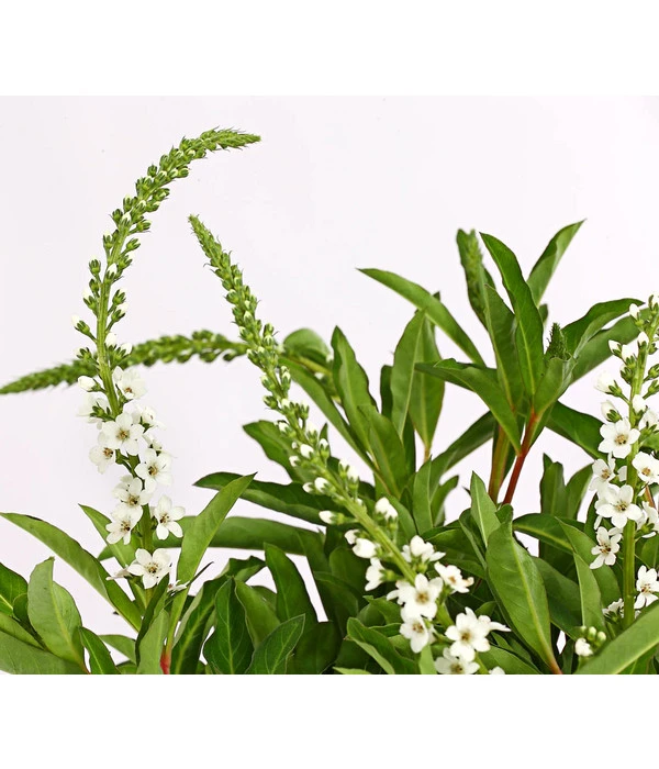 Felberich 'Autumn Snow' 4 Felberich 'Autumn Snow' – Bild 2