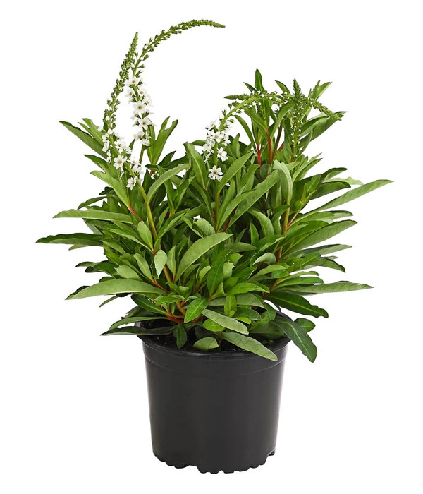 Felberich 'Autumn Snow' 3 Felberich 'Autumn Snow'