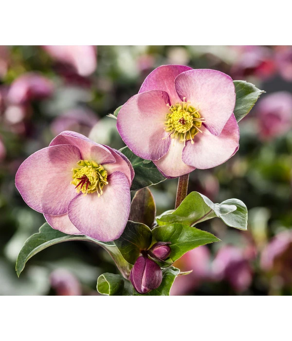Schneerose 'Ice 'n' Roses® Early Rose' - Helleborus Gold Collection® 3 Schneerose 'Ice 'n' Roses® Early Rose' - Helleborus Gold Collection®