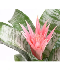 Lanzenrosette - Aechmea Fasciata -Biohort || Vitavia || Elho Verkaufsgeschäft 8200636 WE DE 001 LanzenrosetteAechmeaPrimeraT15DehnerExpressHerzig