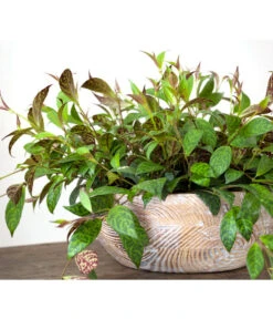 Gefleckte Sinnblume - Aeschynanthus -Biohort || Vitavia || Elho Verkaufsgeschäft 8200834 BildFS 001 GefleckteSinnblumeAeschynanthusAeschynanthusMarmoratus