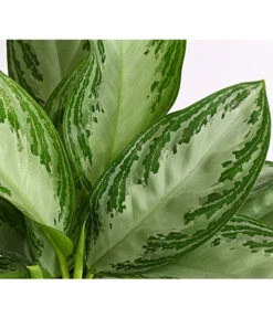Kolbenfaden - Aglaonema Commutatum 'Silverbay' -Biohort || Vitavia || Elho Verkaufsgeschäft 8201071 PR DE 001 KolbenfadenAglaonemaSiverBayT17DehnerExpressHerzig