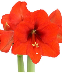 Amaryllis - Hippeastrum 'Superzwiebel' -Biohort || Vitavia || Elho Verkaufsgeschäft 8201618 PR DE 001 AmaryllisHippeastrumRittersternSuperzwiebelT17DehnerExpressHerzig