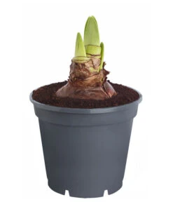 Amaryllis - Hippeastrum 'Superzwiebel' -Biohort || Vitavia || Elho Verkaufsgeschäft 8201618 PR FS 001 HippeastrumAmaryllisSuperzwiebelT17OhneBlueteDehnerExpressZS