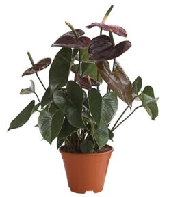 Flamingoblume - Anthurium Andreanum 'Brown Giant'