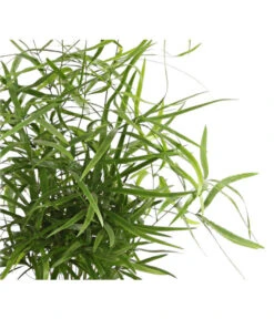 Zierspargel - Asparagus Cultivars, Verschiedene Sorten -Biohort || Vitavia || Elho Verkaufsgeschäft 8203838 WE DE 001 ZierspargelAsparagusCultivars