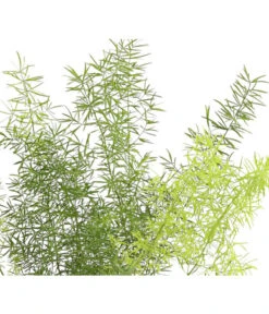 Zierspargel - Asparagus Cultivars, Verschiedene Sorten -Biohort || Vitavia || Elho Verkaufsgeschäft 8203838 WE FS 003 ZierspargelAsparagusCultivars