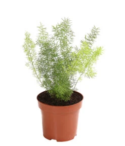 Zierspargel - Asparagus Cultivars, Verschiedene Sorten -Biohort || Vitavia || Elho Verkaufsgeschäft 8203838 WE FS 003 ZierspargelAsparagusCultivarsT12DehnerExpressHerzig