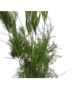 Zierspargel - Asparagus Cultivars, Verschiedene Sorten -Biohort || Vitavia || Elho Verkaufsgeschäft 8203838 WE FS 004 ZierspargelAsparagusCultivars