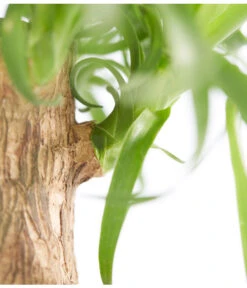 Elefantenfuß - Beaucarnea Recurvata -Biohort || Vitavia || Elho Verkaufsgeschäft 8207961 PR DE 001 BeaucarneaRecurvataElefantenfussDehnerExpressZS