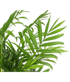 Bergpalme - Chamaedorea Elegans 9 Bergpalme - Chamaedorea Elegans -Biohort || Vitavia || Elho Verkaufsgeschäft 8212318 WE DE 001 BergpalmeChamaedoreaElegansT9DehnerExpressHerzig