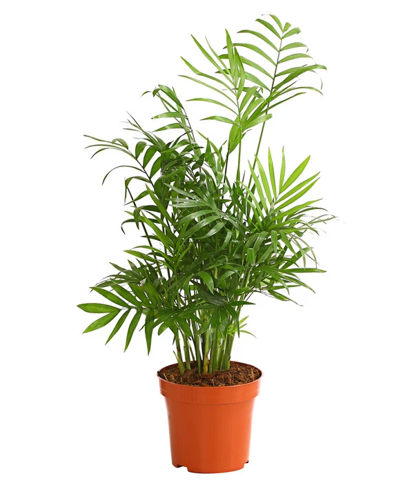Bergpalme - Chamaedorea Elegans 3 Bergpalme - Chamaedorea Elegans
