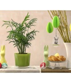 Bergpalme - Chamaedorea Elegans 7 Bergpalme - Chamaedorea Elegans -Biohort || Vitavia || Elho Verkaufsgeschäft 8212326 PR MO 001 ChamaedoreaDehnerExpressHerzig