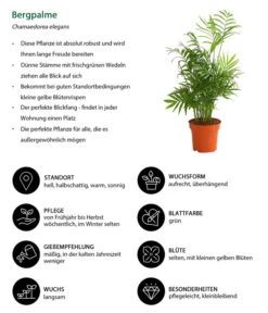 Bergpalme - Chamaedorea Elegans 8 Bergpalme - Chamaedorea Elegans -Biohort || Vitavia || Elho Verkaufsgeschäft 8212326 WE IG 001 BergpalmeChamaedoreaElegansT13