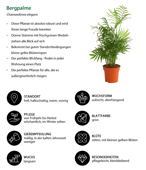 Bergpalme - Chamaedorea Elegans 5 Bergpalme - Chamaedorea Elegans – Bild 3