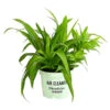 Grünlilie - Chlorophytum Comosum -Biohort || Vitavia || Elho Verkaufsgeschäft 8212748 PR FS 001 ChlorophytumComosumGruenT12DehnerExpressHerzig