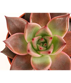 Echeverie - Echeveria Agavoides 'Taurus' -Biohort || Vitavia || Elho Verkaufsgeschäft 8214736 PR DE 001 EcheveriaTaurusT8 5DehnerExpressHerzig
