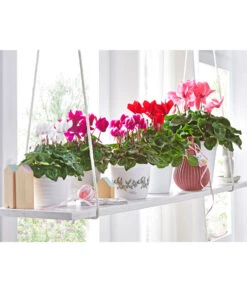 XXL Alpenveilchen 22 XXL Alpenveilchen -Biohort || Vitavia || Elho Verkaufsgeschäft 8217663 8217481 8217770 8619488 WE MO 001 AlpenveilchenCyclamenStandardT12UveSauer