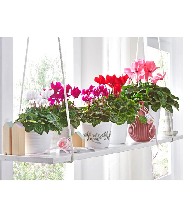 XXL Alpenveilchen 12 XXL Alpenveilchen – Bild 10