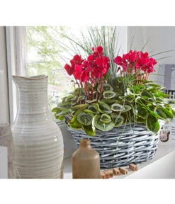 XXL Alpenveilchen 23 XXL Alpenveilchen -Biohort || Vitavia || Elho Verkaufsgeschäft 8217770 PR MO 001 CyclamenkorbUveSauer