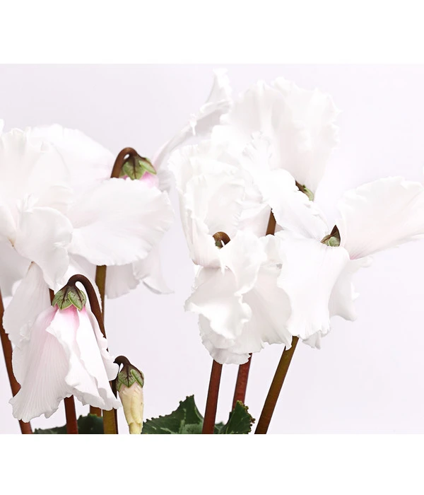 XXL Alpenveilchen 9 XXL Alpenveilchen – Bild 7