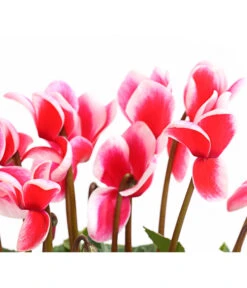 XXL Alpenveilchen 17 XXL Alpenveilchen -Biohort || Vitavia || Elho Verkaufsgeschäft 8217770 WE DE 002 AlpenveilchenCyclamenXXLPremiumT17DehnerExpressHerzig