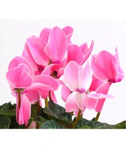 XXL Alpenveilchen 18 XXL Alpenveilchen -Biohort || Vitavia || Elho Verkaufsgeschäft 8217770 WE DE 003 AlpenveilchenCyclamenXXLPremiumT17DehnerExpressHerzig