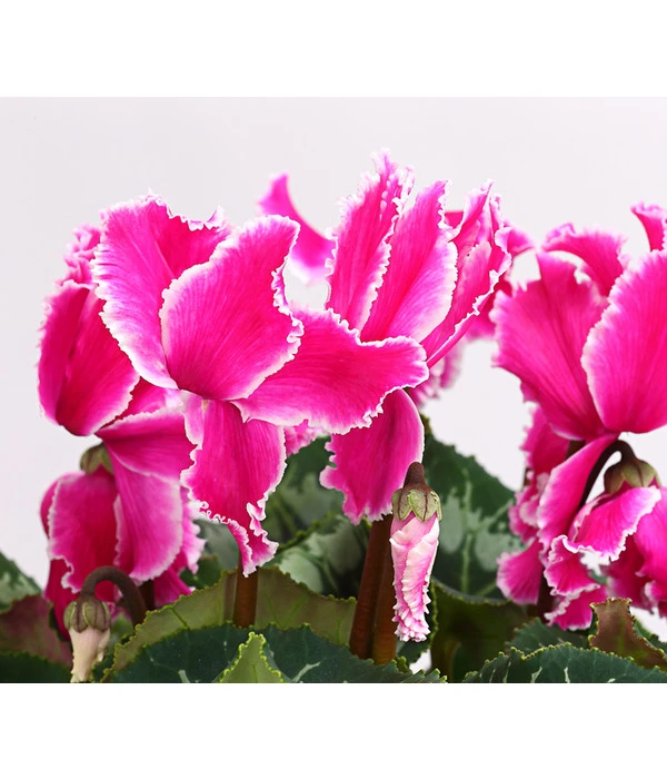 XXL Alpenveilchen 10 XXL Alpenveilchen – Bild 8