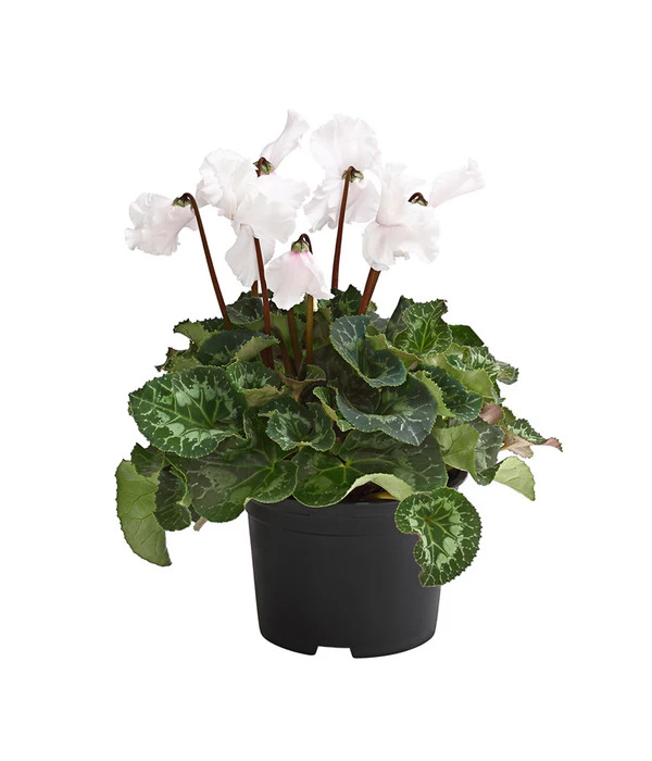 XXL Alpenveilchen 5 XXL Alpenveilchen – Bild 3