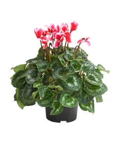 Titelseite 7 XXL Alpenveilchen