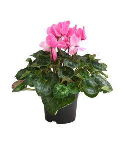 Titelseite -Biohort || Vitavia || Elho Verkaufsgeschäft 8217770 WE FS 003 AlpenveilchenCyclamenXXLPremiumT17DehnerExpressHerzig