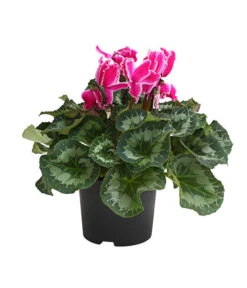 XXL Alpenveilchen 16 XXL Alpenveilchen -Biohort || Vitavia || Elho Verkaufsgeschäft 8217770 WE FS 004 AlpenveilchenCyclamenXXLPremiumT17DehnerExpressHerzig