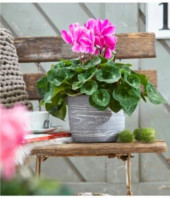 XXL Alpenveilchen 21 XXL Alpenveilchen -Biohort || Vitavia || Elho Verkaufsgeschäft 8217770 WE MO 001 AlpenveilchenCyclamenXXLT17OutdoorUveSauer