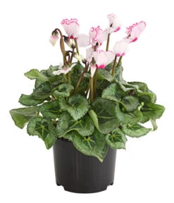 Titelseite -Biohort || Vitavia || Elho Verkaufsgeschäft 8217911 WE FS 002 AlpenveilchenCyclameVictoriaT10DehnerExpressHerzig