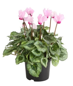 Titelseite 11 Alpenveilchen 'Victoria'