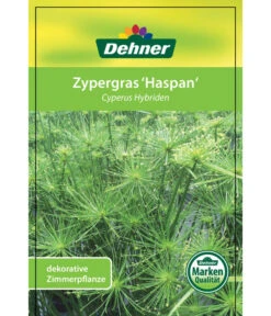 Zypergras - Cyperus Haspan -Biohort || Vitavia || Elho Verkaufsgeschäft 8218265 CyperusHybriden 12012017 2 1