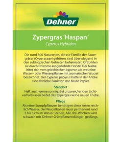 Zypergras - Cyperus Haspan -Biohort || Vitavia || Elho Verkaufsgeschäft 8218265 CyperusHybriden 12012017 2 2