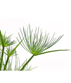 Zypergras - Cyperus Haspan -Biohort || Vitavia || Elho Verkaufsgeschäft 8218265 PR DE 001 CyperusHaspanT12DehnerExpressHerzig
