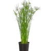 Zypergras - Cyperus Haspan
